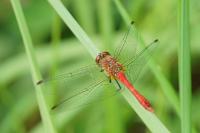Sympetrum sanguineum