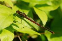 Pyrrhosoma nymphula