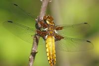 Libellula depressa