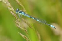Coenagrion scitulum