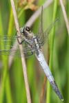 Orthetrum albistylum