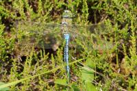 Anax imperator