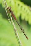 Ceriagrion tenellum