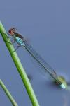 Erythromma najas