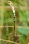 Lestes barbarus