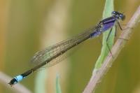 Ischnura elegans