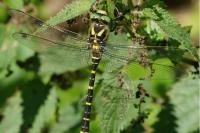 Cordulegaster boltonii