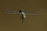 Anax imperator
