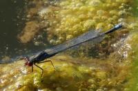 Erythromma viridulum