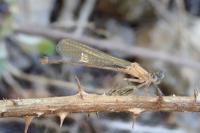 Ischnura elegans