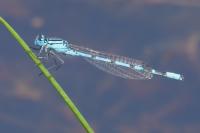 Enallagma cyathigerum