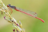 Ceriagrion tenellum