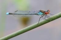 Erythromma najas