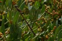 Lestes barbarus