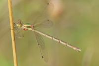 Lestes barbarus