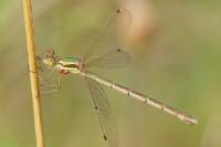 Lestes barbarus