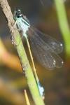 Ischnura elegans