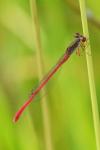 Ceriagrion tenellum
