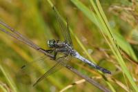 Orthetrum albistylum