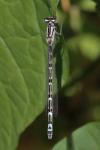 Enallagma cyathigerum