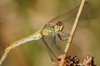 Sympetrum sanguineum
