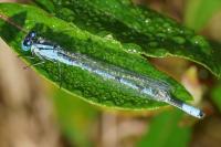 Enallagma cyathigerum