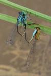 Ischnura elegans
