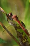 Sympetrum sanguineum