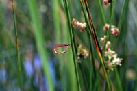 Ceriagrion tenellum