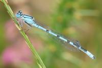 Enallagma cyathigerum