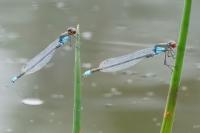 Erythromma najas