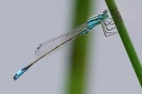 Ischnura elegans