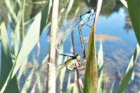 Ischnura elegans