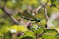 Calopteryx