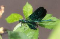 Calopteryx virgo