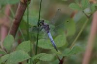 Orthetrum cancellatum