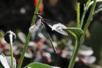 Lestes