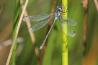 Lestes