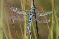 Anax imperator