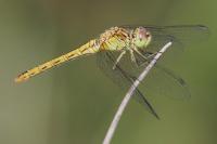 Sympetrum meridionale