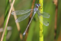 Lestes