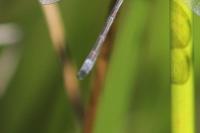 Lestes