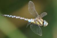Aeshna mixta