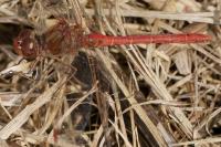 Sympetrum meridionale