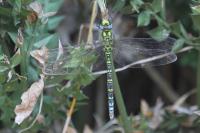 Aeshna cyanea