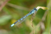 Enallagma cyathigerum