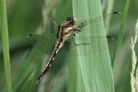 Orthetrum albistylum