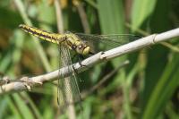 Orthetrum cancellatum