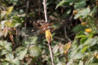 Libellula depressa