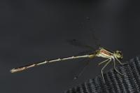 Lestes barbarus